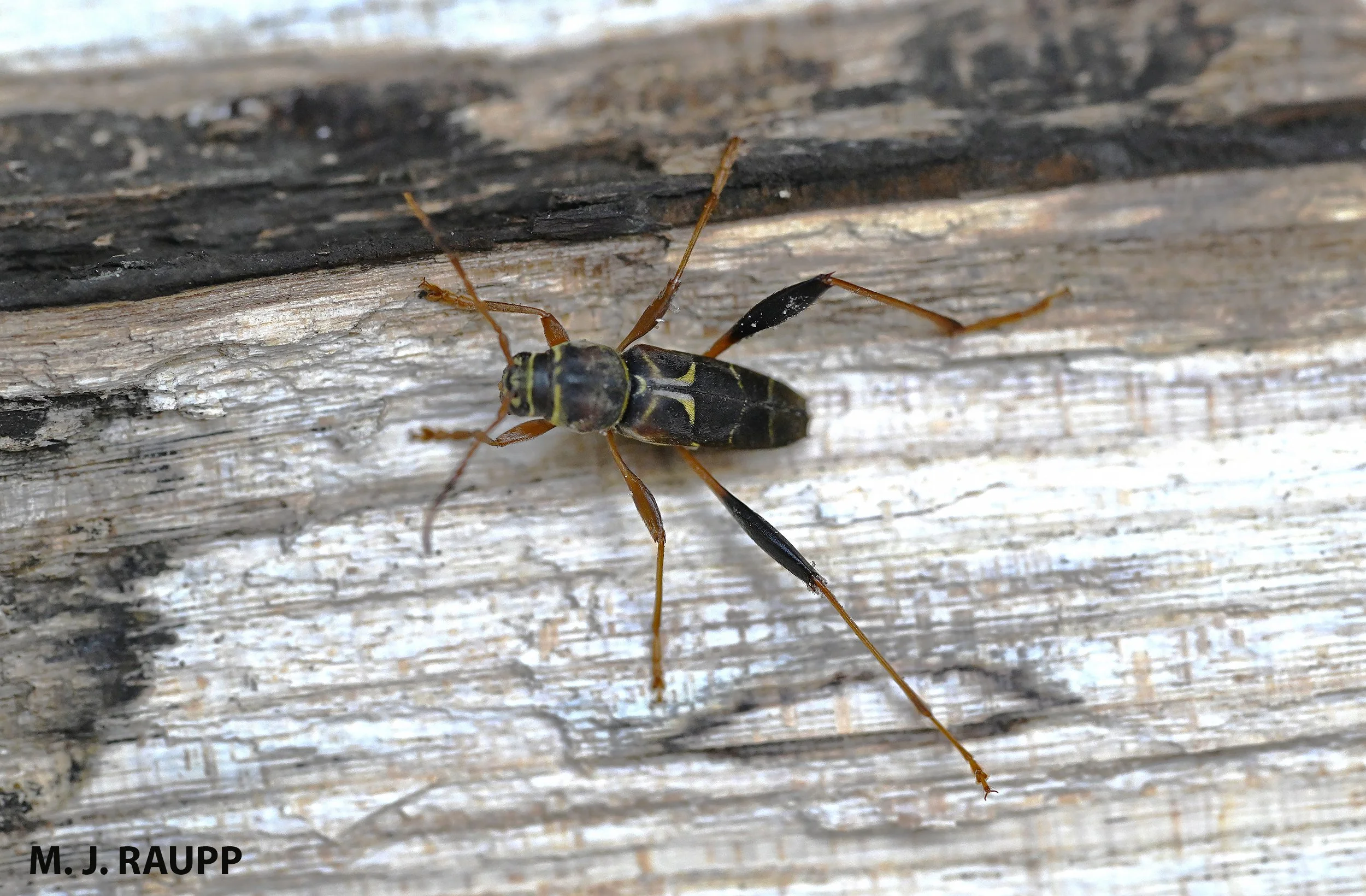 Insects roasting on an open fire: Bess beetles, Passalidae